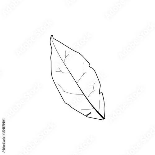 Indonesian Dried Bay Leaf Vector Icon, Syzygium polyanthum, Daun Salam. Outline graphic style. Eid kitchen spices design element. Perfect for education.