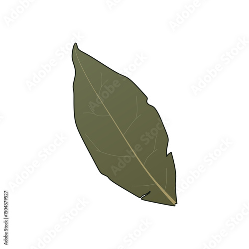 Indonesian Dried Bay Leaf Vector, Syzygium polyanthum, Daun Salam. Realistic graphic style. Eid kitchen spices design element. Perfect for education.