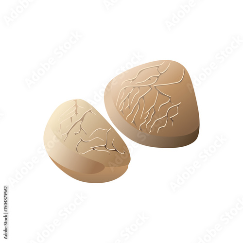 Kluwak (Pangium edule) vector illustration in semi-realistic styles. Known as football fruit, this spice is used in traditional Eid dishes. Editable EPS for design needs.