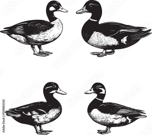 Duck SVG Bundle