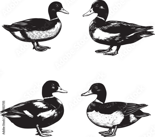Duck SVG Bundle