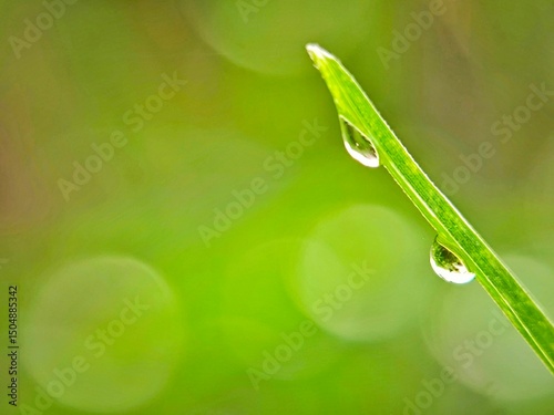 dew drops that stick to the green stems of plants.