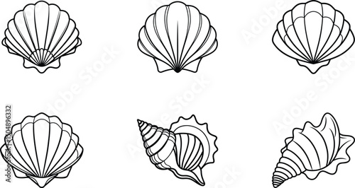 Seashell shell line art on transparent background