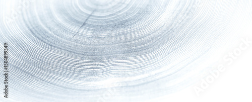 Light gray blue monotone impression of end grain of wood slab. Tree rings art with texture and smooth surface.
