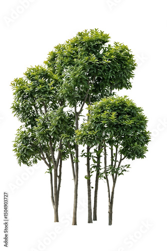 Isolated group of thin-trunked deciduous trees with light green foliage against white background, ideal for landscape architecture and environmental design projects