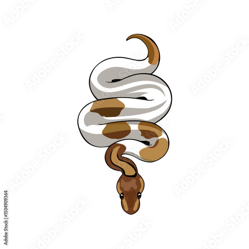 Piebald Ball Python Vector – Flat Top View Exotic Snake Illustration