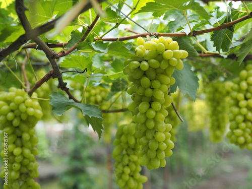 Wallpaper Mural Grape varieties shine muscat from farmers' gardens Torontodigital.ca