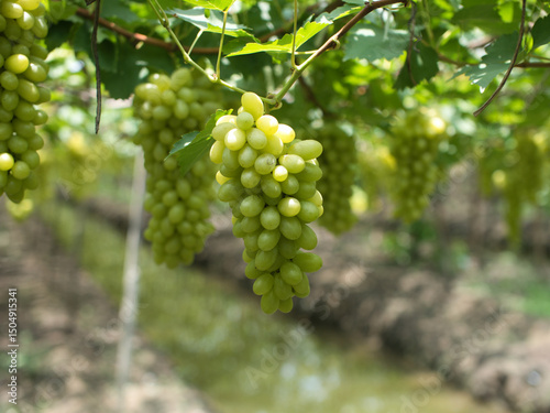 Wallpaper Mural Grape varieties shine muscat from farmers' gardens Torontodigital.ca