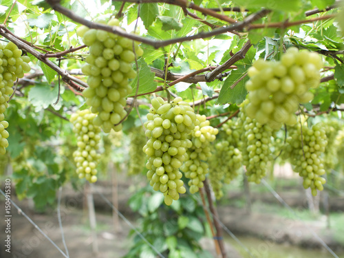 Wallpaper Mural Grape varieties shine muscat from farmers' gardens Torontodigital.ca
