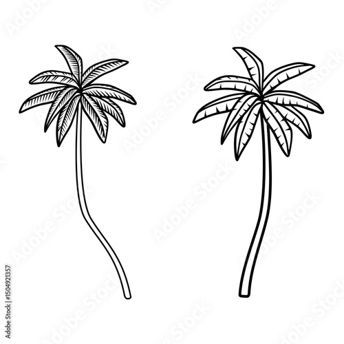 Hand drawn tropical palm coconut tree plant vector illustration