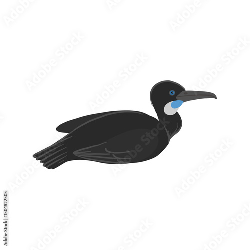 vector drawing bird, Brandt's cormorant, hand drawn Urile penicillatus, isolated nature design element photo