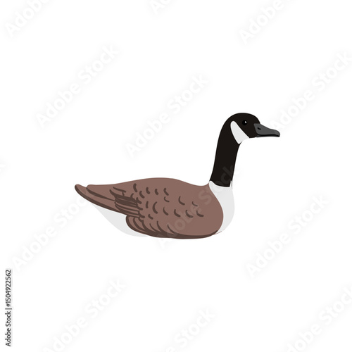 vector drawing bird, Canada goose, hand drawn Platalea ajaja, isolated nature design element