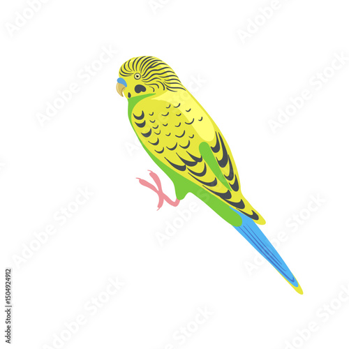 vector drawing bird, budgerigar, hand drawn shell parakeet, isolated nature design element