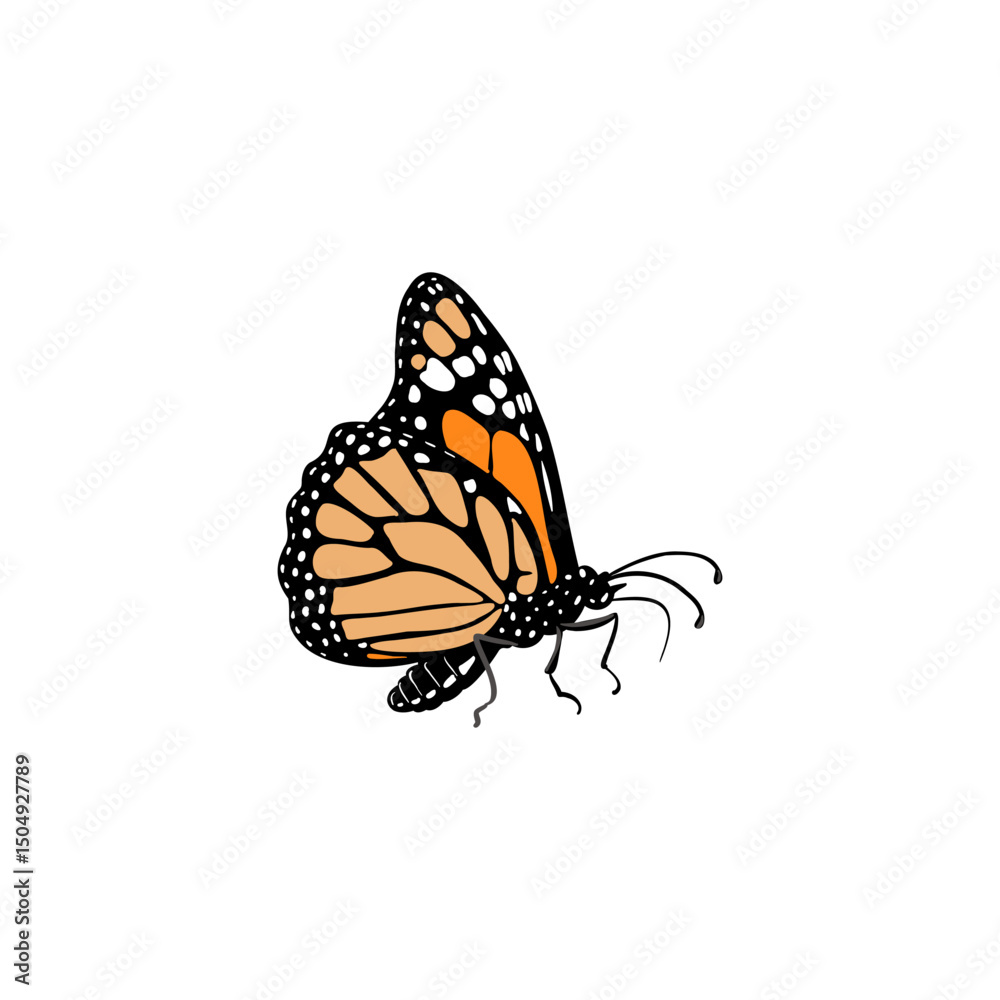 Obraz premium vector drawing monarch butterfly, Danaus plexippus, insect isolated at white background, natural element, hand drawn illustration