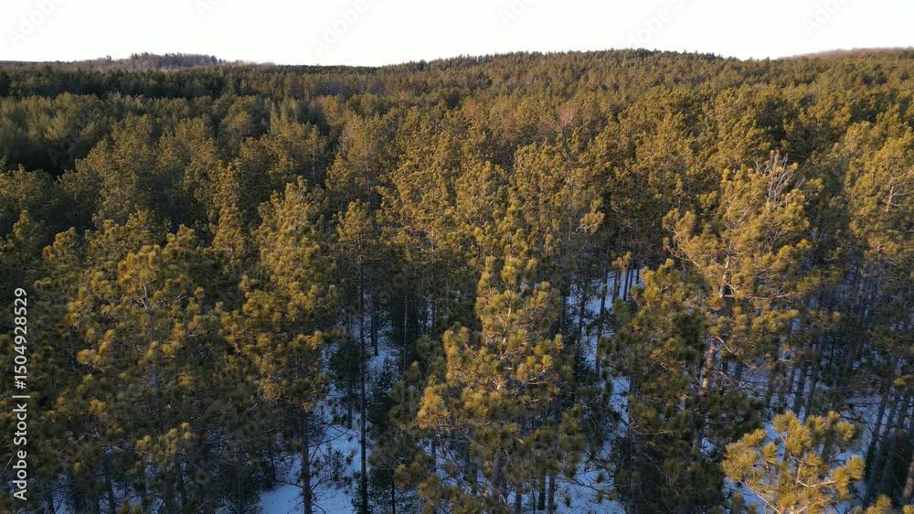Forest of fir trees swaying in the wind at sunset - Forêt de sapins ondulant sous les effets du vent au coucher de soleil