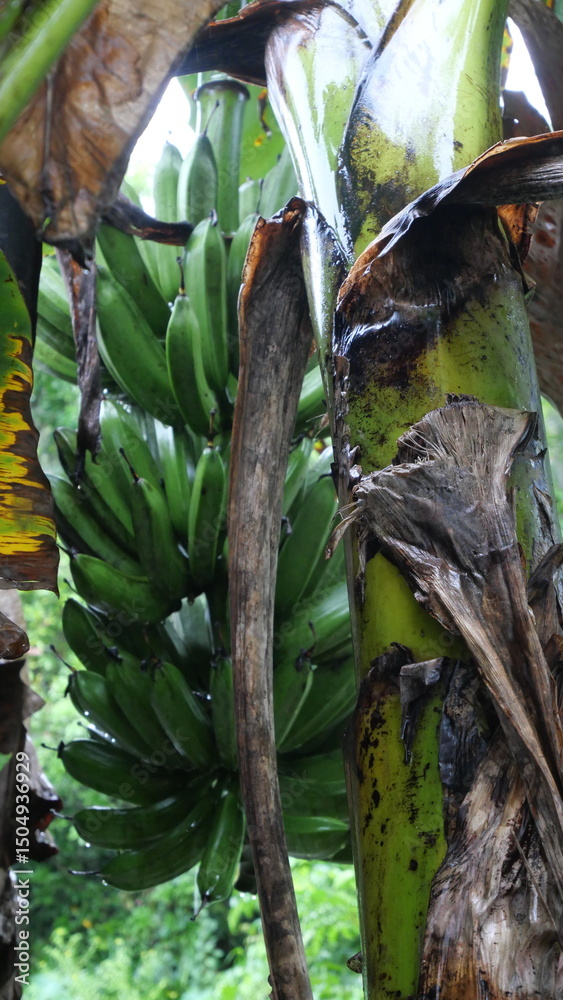 Fototapeta premium A banana bunch hangs from the stem, showcasing tropical abundance and natural fruit growth process.