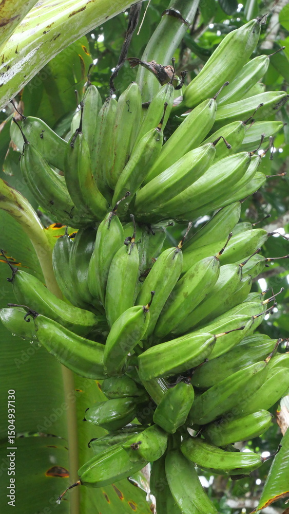 Fototapeta premium A banana bunch hangs from the stem, showcasing tropical abundance and natural fruit growth process.