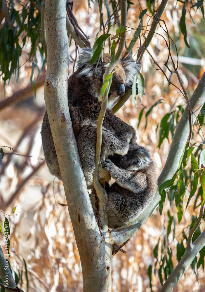 Fototapeta premium Koala mother and baby resting and climbing in eucalyptus tree branches