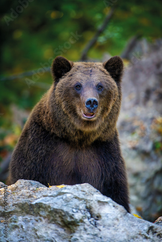Brown bear on branch in summer forest. Animal in nature habitat. Wildlife scene