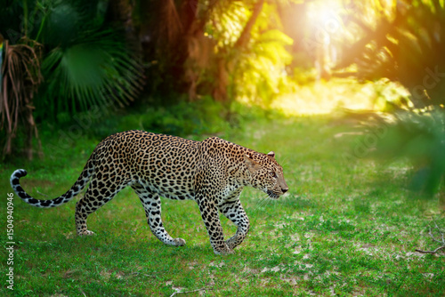 Wild leopard gracefully walks through a lush green forest during sunset hours