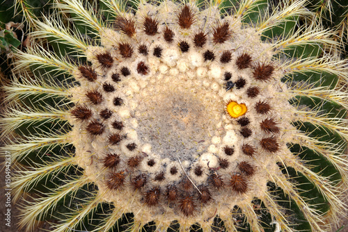 Barrel cactus top view with blossom buds