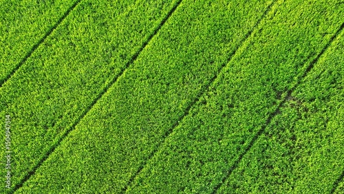 An aerial shot emphasizes sustainable rice farming, with perfectly organized rows that demonstrate how modern techniques and natural resources combine for efficient and eco-friendly agriculture.
