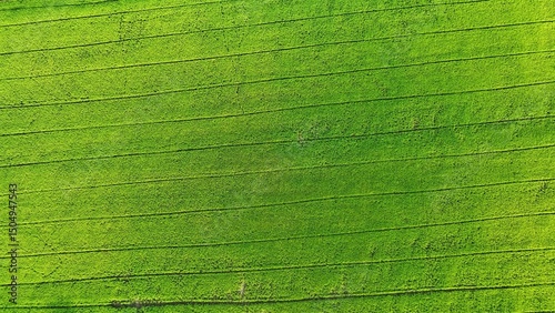 Wallpaper Mural The drone captures rows of lush green rice fields, showing the intricate lines and patterns formed by young rice plants, thriving in the fertile, irrigated soil, symbolizing healthy crop growth.
 Torontodigital.ca