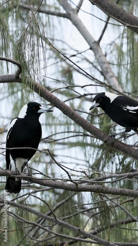 Magpies Interacting on Branches in Australian Forest photo
