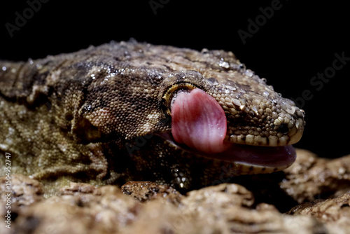 New caledonian giant gecko (rhacodactylus leachianus) camouflage on wood, Leachianus Gecko closeup on wood with isolated background