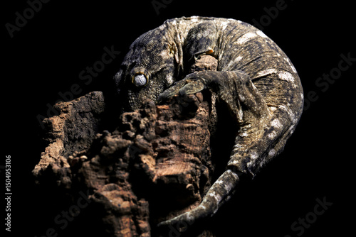 New caledonian giant gecko (rhacodactylus leachianus) camouflage on wood, Leachianus Gecko closeup on wood with isolated background