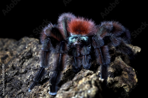 Caribena versicolor aka Antilles pinktoe tarantula on bark, Caribena (Avicularia) versicolor tarantula photo