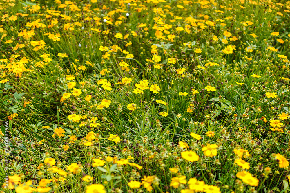 Obraz premium A vibrant meadow filled with bright yellow coreopsis flowers in full bloom, creating a cheerful and picturesque natural scene, perfect for conveying summer warmth and beauty in nature photography.