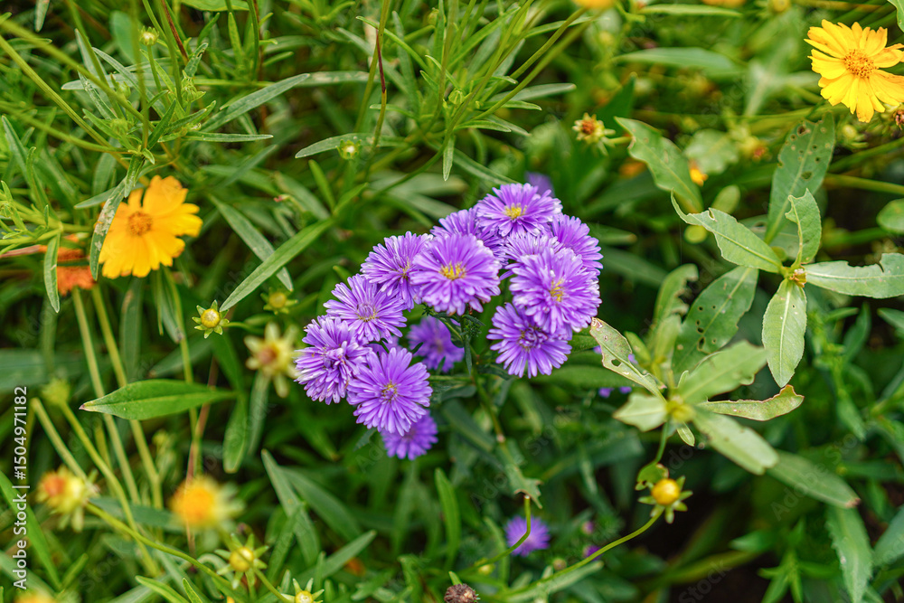 Obraz premium Vibrant collection of purple and yellow flowers amidst lush green foliage, captures nature's beauty. Perfect for backgrounds, adding a touch of floral elegance to any design project.
