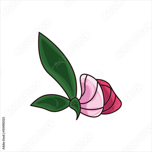 Sweet Pea Flower Colored  Illustration