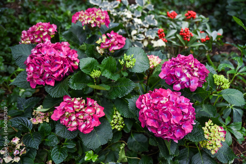 Tableau sur toile Hydrangea macrophylla Red Baron in bloom with deep pink flowers, also known as Bigleaf or French Hydrangea