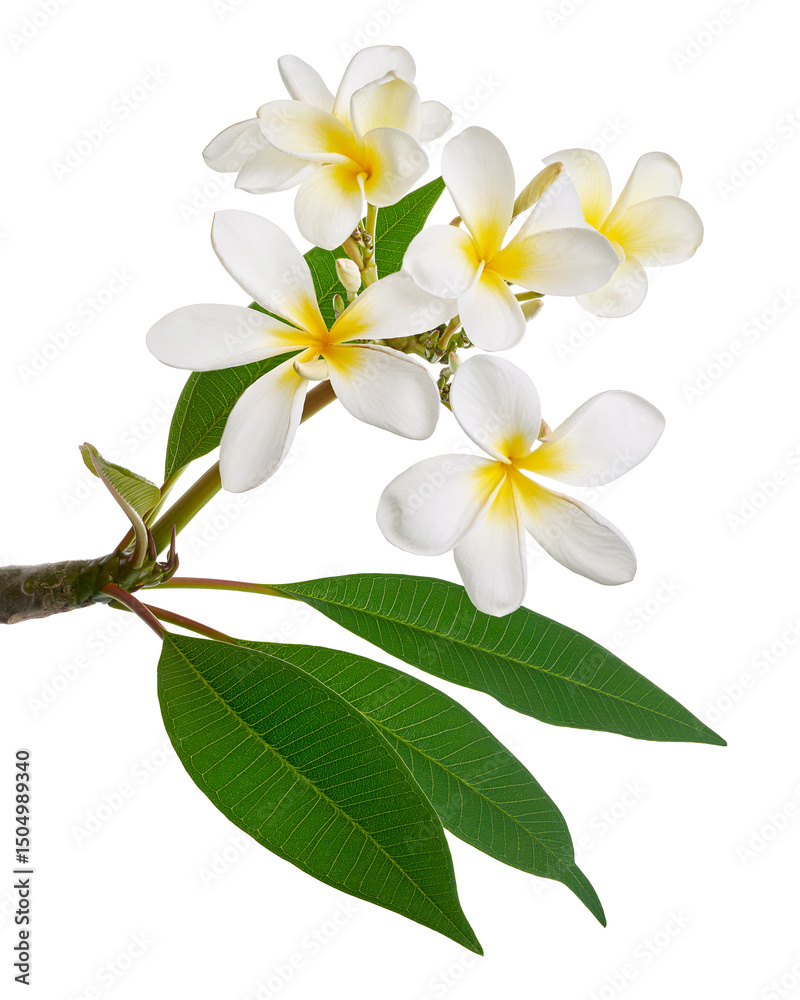 Fototapeta premium White Plumeria flowers (Frangipani), Fragrant white flower blooming on branch, isolated on white background, with clipping path 