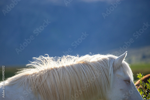 Fotografie icelandic horse