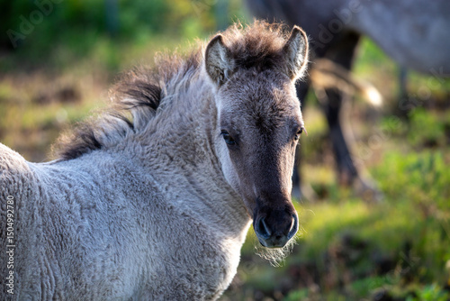 Obraz na płótnie icelandic horse