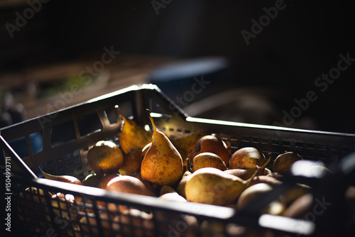 Apples and vintage light