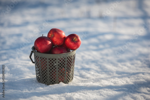 A basket full of apples in the snow