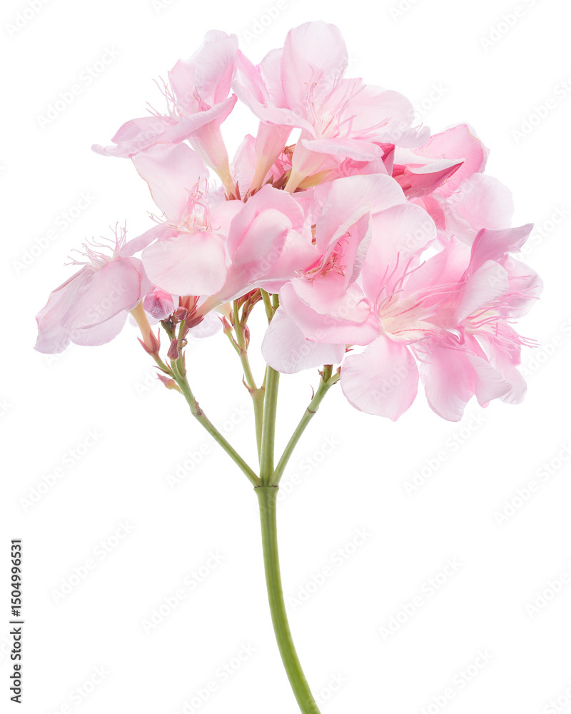Obraz premium Nerium oleander, Pink oleander flowers isolated on white background with clipping path 