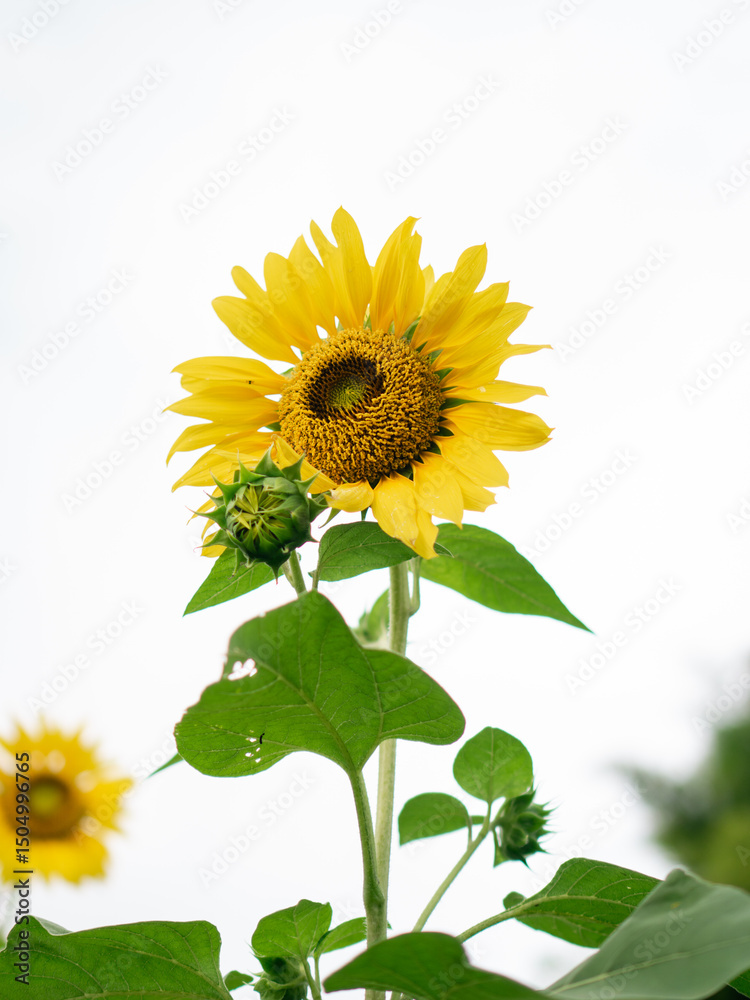 Obraz premium sunflower on white background