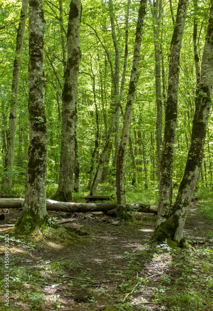park area, trees in new greenery, spring colors, flowering plants, outdoor walks in a nature park with an overview of the area park area, trees in new greenery, spring colors, flowering plants, outdoor walks in a nature park with an overview of the area