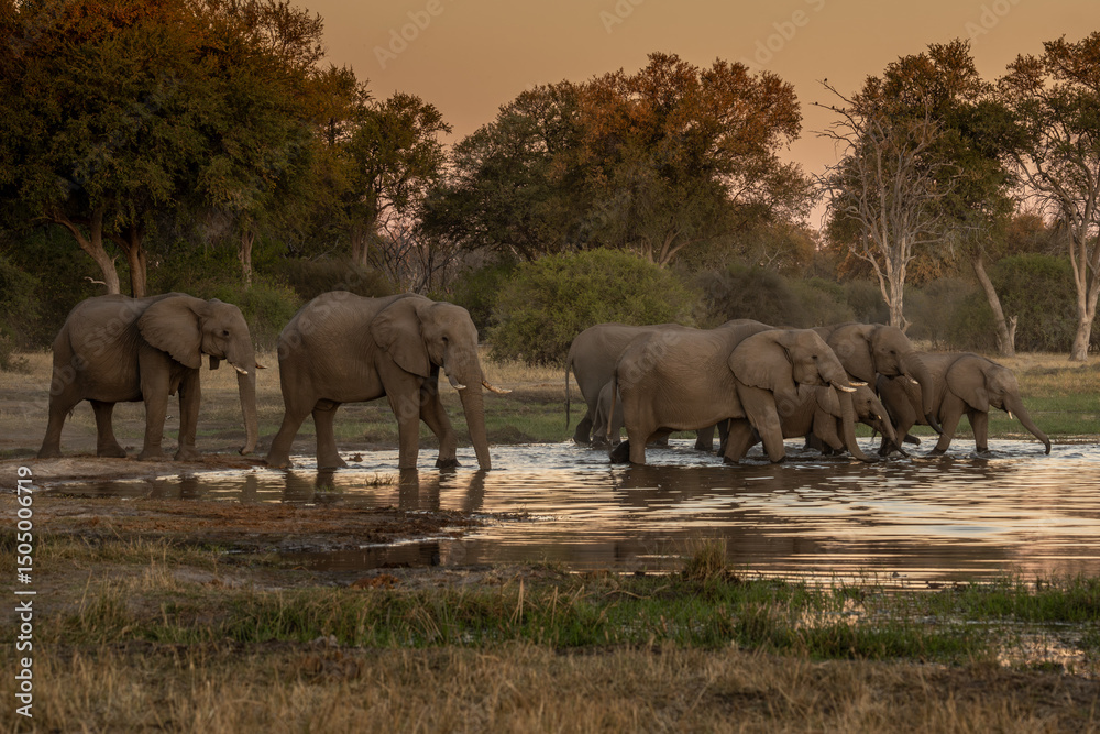 Fototapeta premium herd of African elephants at sunset Botswana (Loxodonta africana)
