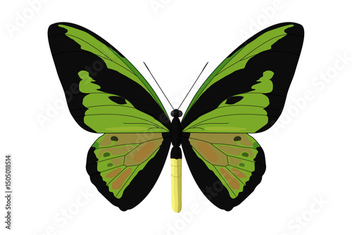 vector realistic butterfly. Cartoon color volume clip art isolated on transparent background. Hand drown design element.