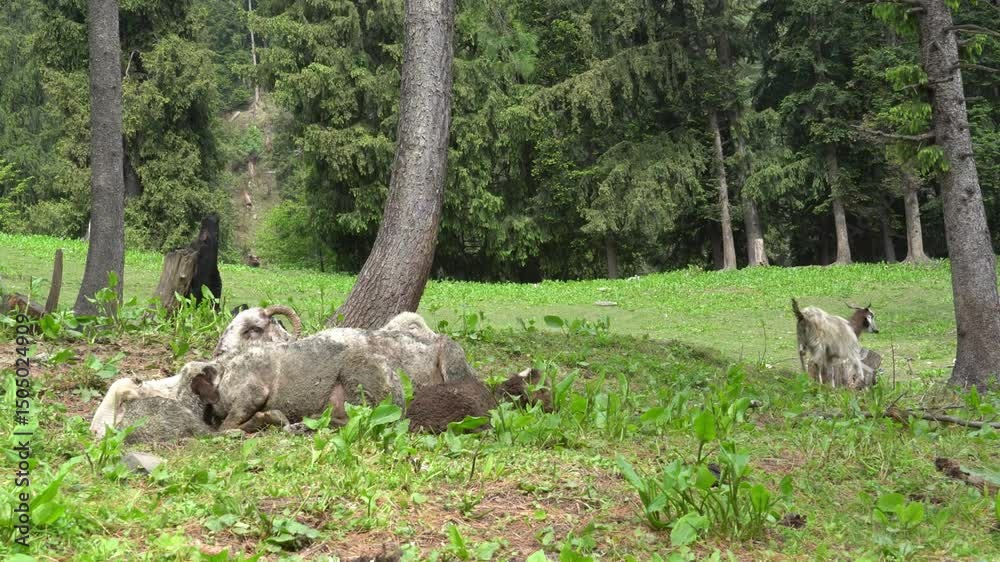 Goats resting and grazing in forest. Goats resting and grazing in forest.