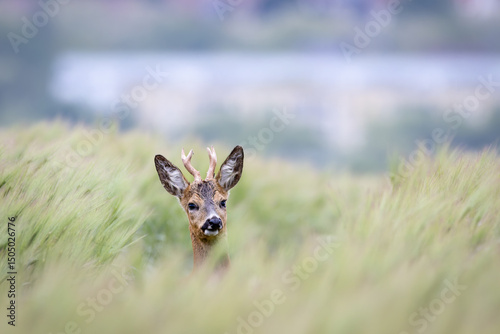 A roe buck (Capreolus capreolus) watches over the barley field (Hordeum vulgare). photo