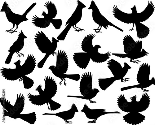 Collection of silhouettes of northern cardinal bird, also called red cardinal or redbird