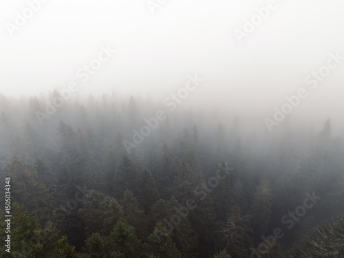 Aerial top view of summer green trees in forest with mountains in Slovakia. Drone