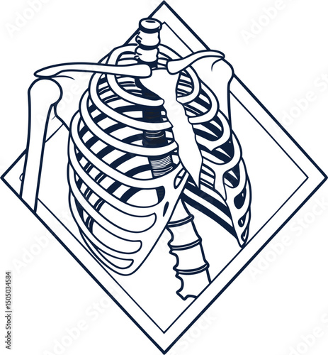 human skeleton rib cage chest anatomy illustration line art vector diamond frame